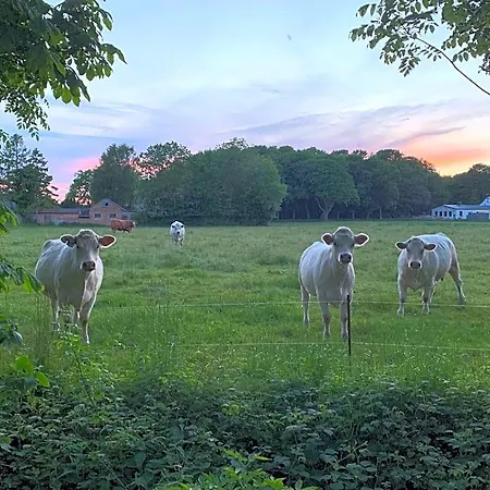 Ruegenschmiede Vis A Vis Hiddensee Szálloda