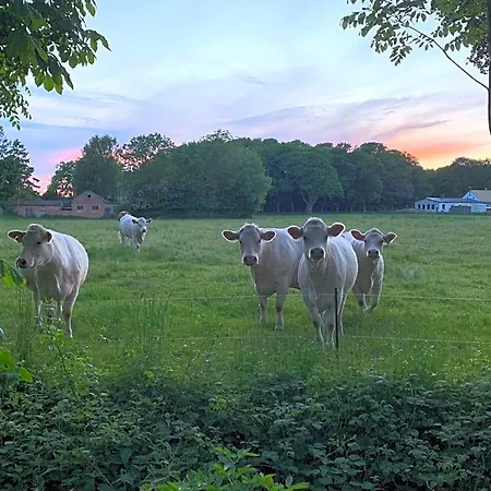 Ruegenschmiede Vis A Vis Hiddensee Szálloda Schaprode
