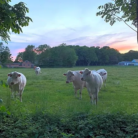 Ruegenschmiede Vis A Vis Hiddensee 3*